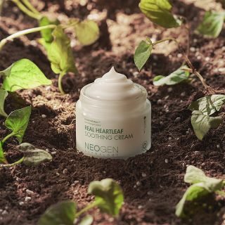 NEOGEN Dermalogy Real Heartleaf Soothing Cream sejas krēms, 80 g
