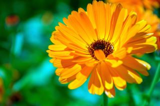 WELEDA Calendula ziepes, 100 g